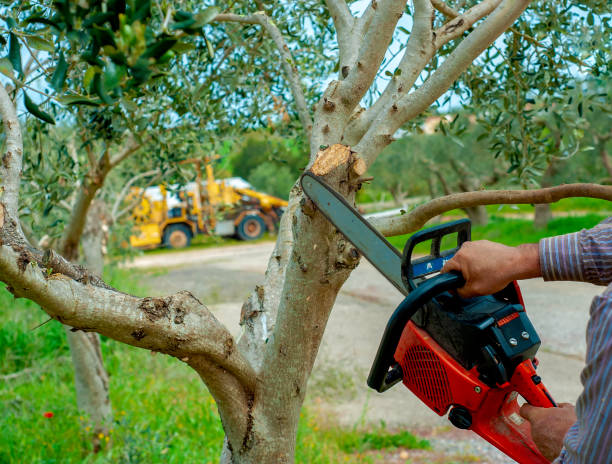 Professional Tree Removal Services 33